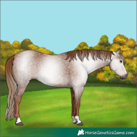 Horse Color:Gray Chestnut 