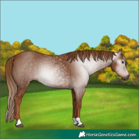 Horse Color:Gray Chestnut 