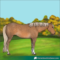 Horse Color:Chocolate Palomino Sabino