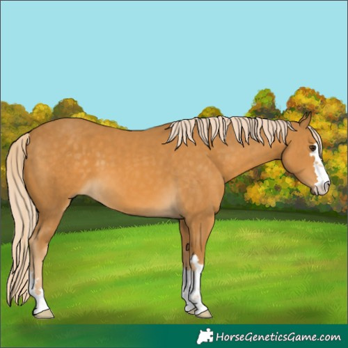 Horse Color:Palomino 