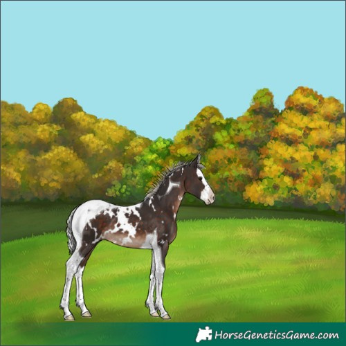 Horse Color:White Spotted Silver Brown Splash Tobiano 