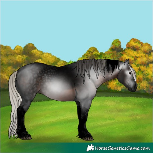 Horse Color:Gray Void Silver Brown Sabino Tobiano Rabicano 