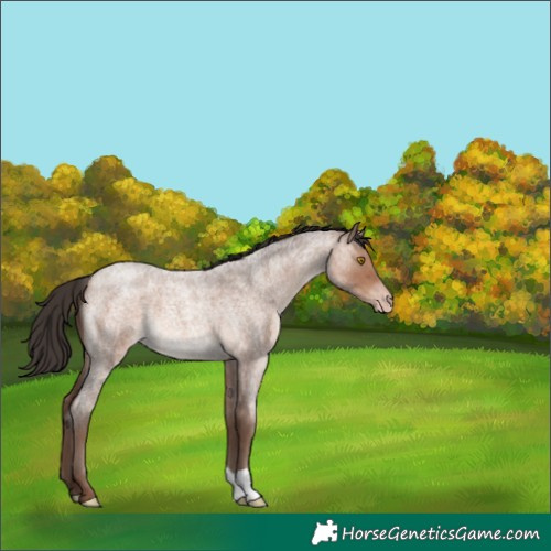 Horse Color:Sable Champagne Roan 