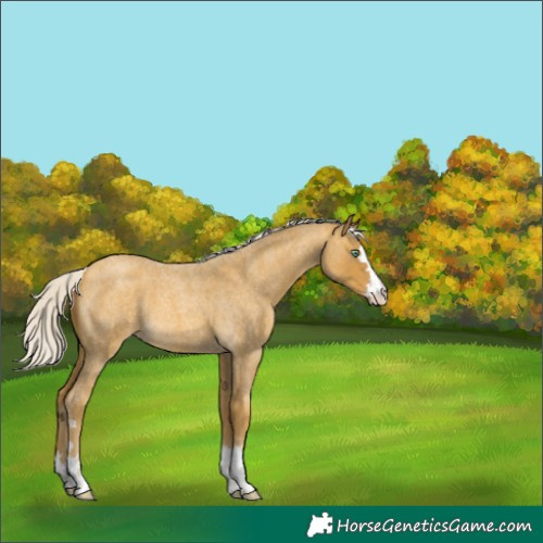 Horse Color:Silver Sable Cream Champagne Roan 