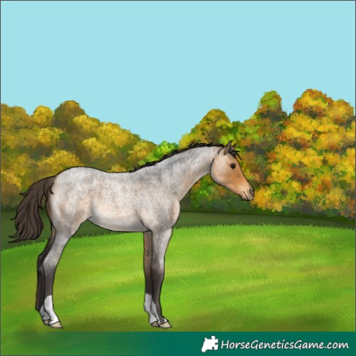 Horse Color:Buckskin Roan 