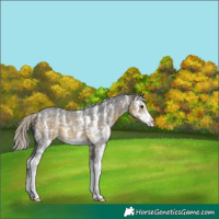 Horse Color:Silver Buckskin Sabino 