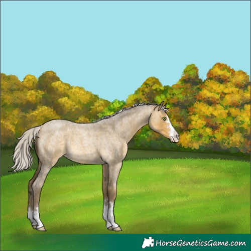Horse Color:Silver Sable Cream Champagne Roan 