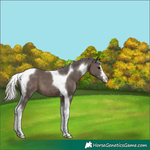 Horse Color:Silver Black Tobiano 