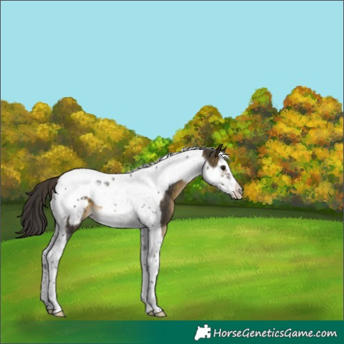 Horse Color:Buckskin Splash Tobiano Frame 