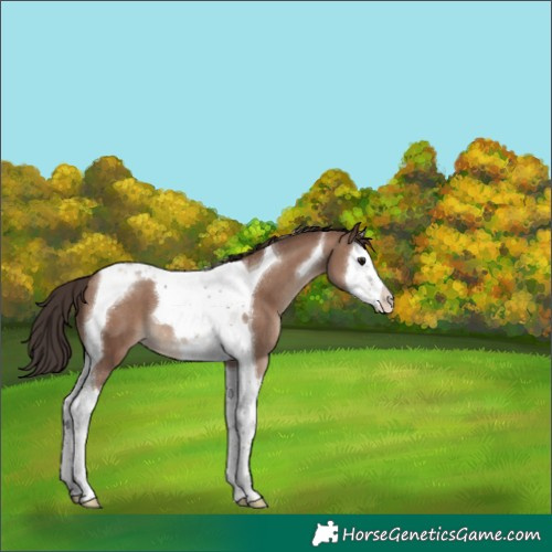 Horse Color:Classic Champagne Splash Tobiano 