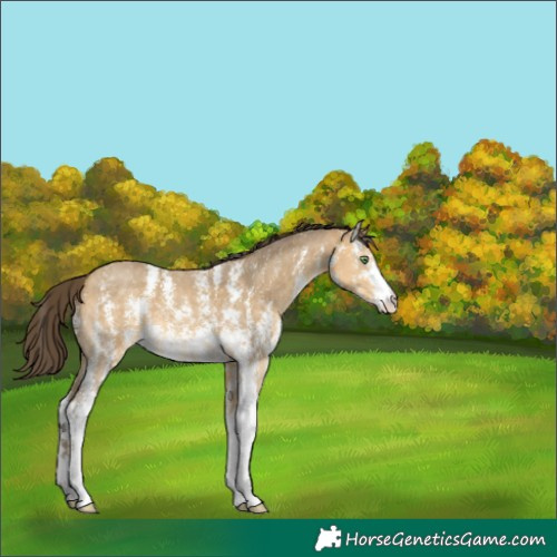 Horse Color:Sable Cream Champagne Sabino 