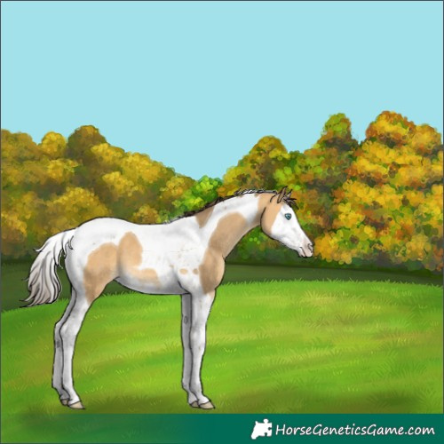 Horse Color:Amber Cream Champagne Splash Tobiano 
