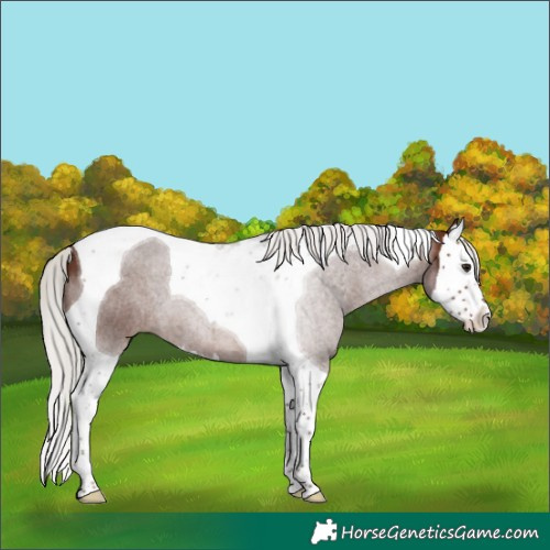 Horse Color:Silver Brown Splash Tobiano 
