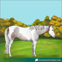 Horse Color:Silver Brown Splash Tobiano 