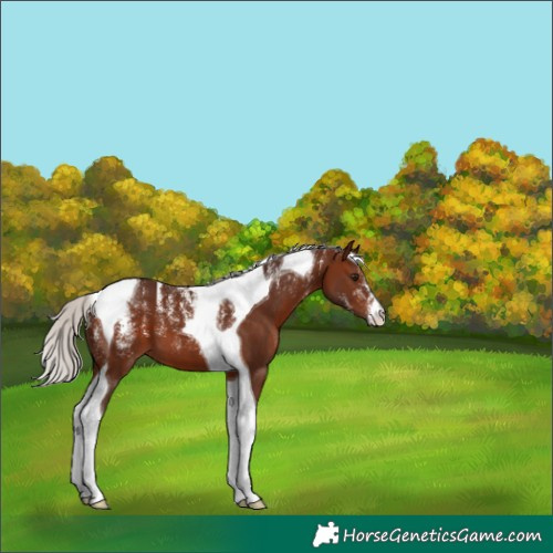 Horse Color:Powder White Silver Brown Tobiano 