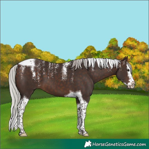 Horse Color:Powder White Silver Brown Splash Tobiano