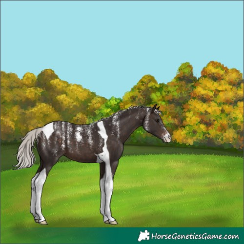 Horse Color:Powder White Silver Brown Tobiano 