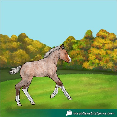 Horse Color:Silver Bay Roan 