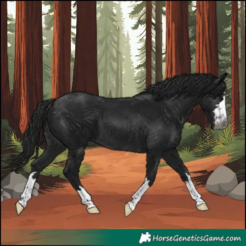 Horse Color:Gray Brown 
