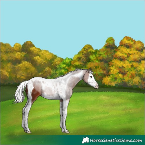 Horse Color:Silver Brown Splash Tobiano 