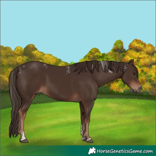 Horse Color:Powder White Liver Chestnut 