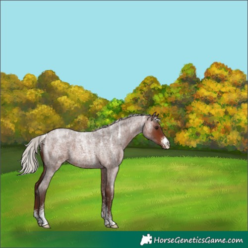 Horse Color:Powder White Silver Brown Roan 