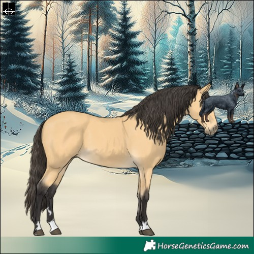 Horse Color:Buckskin 