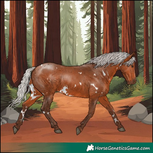 Horse Color:White Spotted Silver Bay 