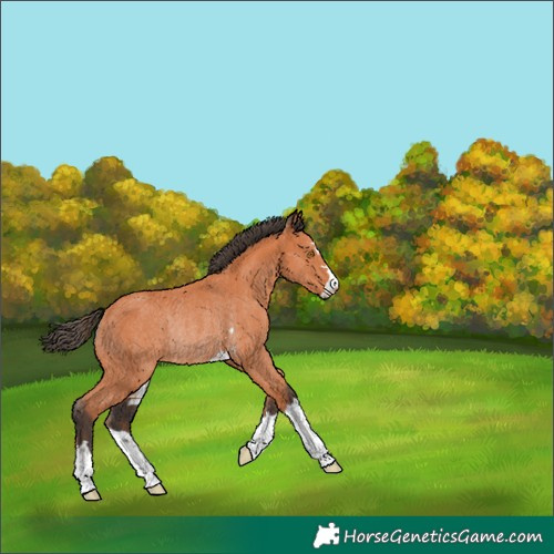 Horse Color:Bay Rabicano 