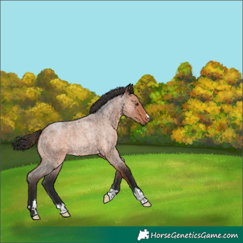 Horse Color:Bay Roan Rabicano 