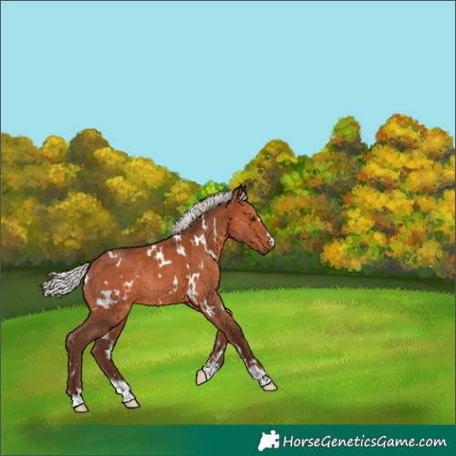 Horse Color:White Spotted Silver Bay Rabicano 