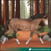 Horse Color:Bay Rabicano 
