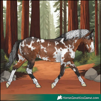 Horse Color:White Spotted Brown Rabicano 