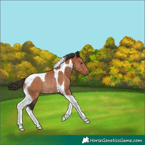 Horse Color:Bay Tobiano Rabicano 