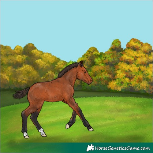 Horse Color:Bay 