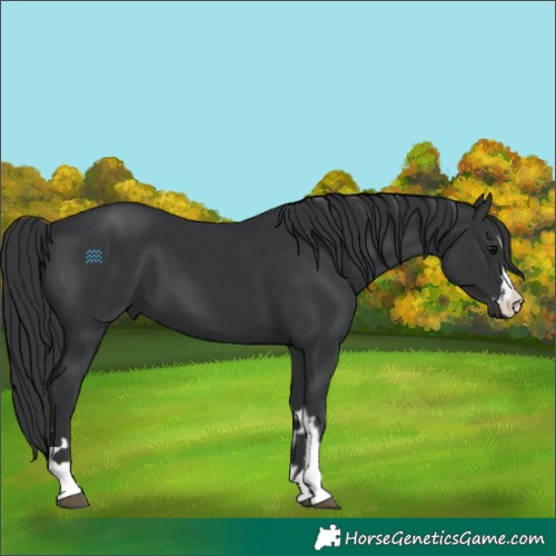 Horse Color:Black and Black