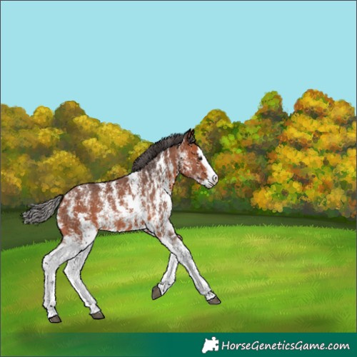 Horse Color:Unknown 