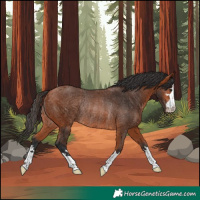 Horse Color:Bay Rabicano 