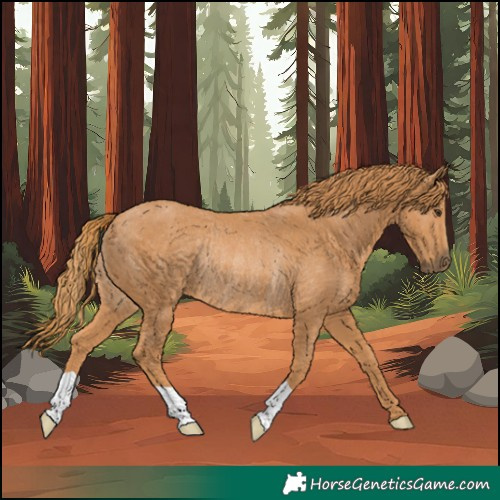 Horse Color:Chestnut Rabicano 