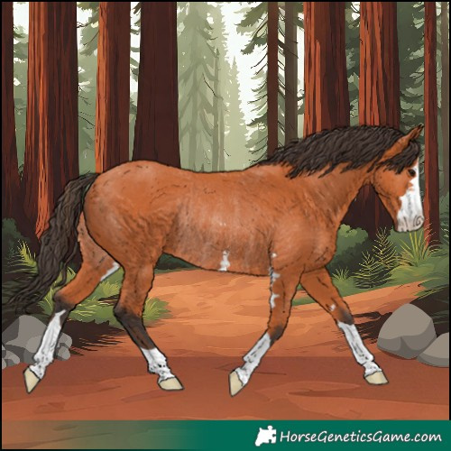 Horse Color:Bay Rabicano 