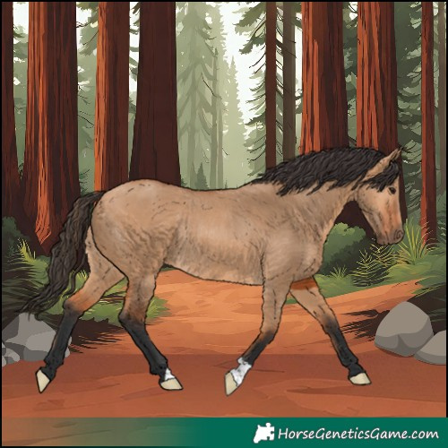 Horse Color:Bay Dun Rabicano