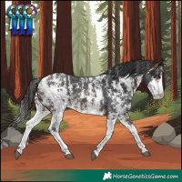Horse Color:Brown Sabino Rabicano