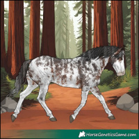 Horse Color:Brown Sabino Rabicano 