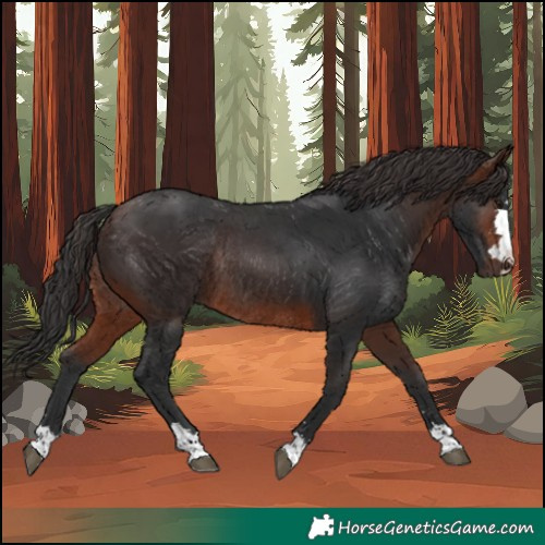 Horse Color:Brown Rabicano 