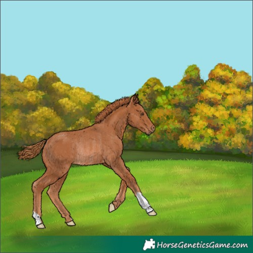 Horse Color:Unknown 