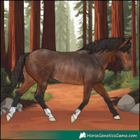 Horse Color:Bay Rabicano