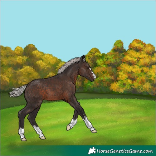 Horse Color:Unknown 