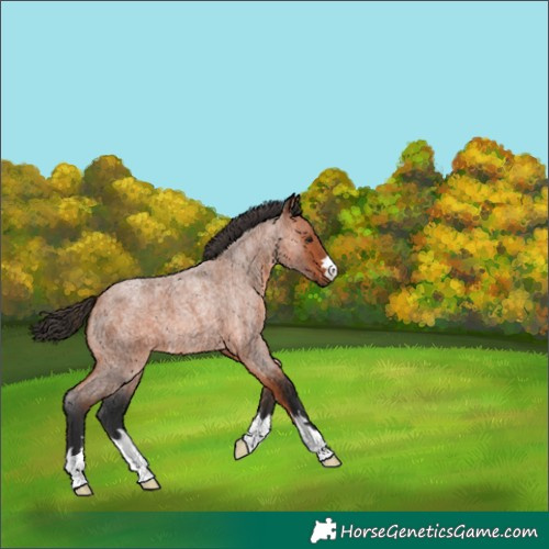 Horse Color:Unknown 