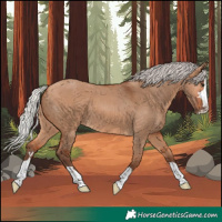 Horse Color:Silver Bay Dun