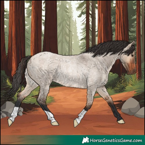 Horse Color:Bay Roan Dun Rabicano 